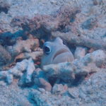 リピーター様達と