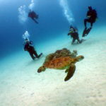 オープンウォーター講習２日目