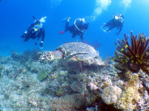 慶良間ファンダイビング