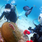 恩納村ダイビング