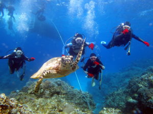 同伴ダイビング