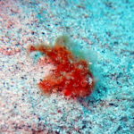 慶良間　ファンダイビング