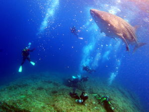 慶良間ジンベエザメ動画