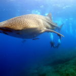 慶良間でジンベエザメに遭遇！