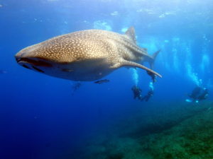 慶良間でジンベエザメに遭遇！