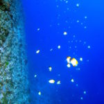 慶良間　ダイビング