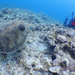 カメパラダイス