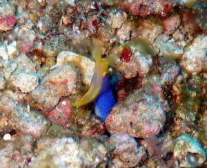 アドバンス講習２日目