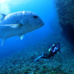 ロウニンアジに襲われそう！