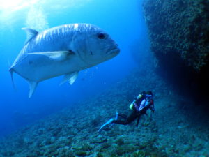 ロウニンアジに襲われそう！