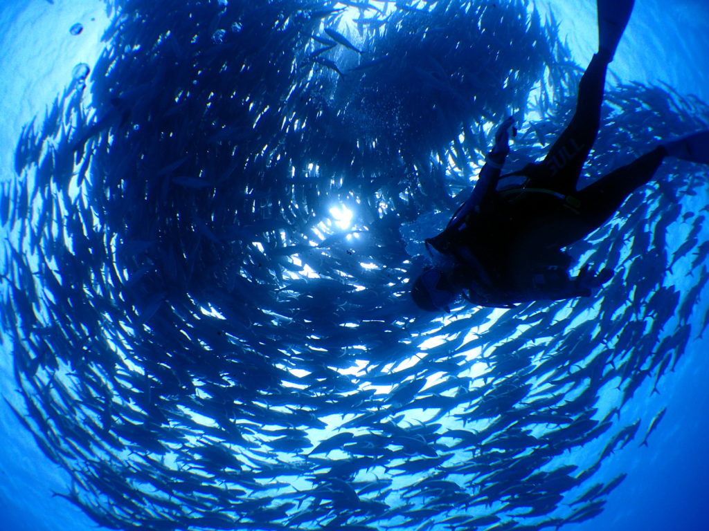 ダイバー至福の時間