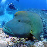 巨大生物大接近