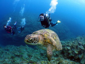 巨大ガメラがいる事も