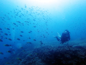 慶良間ファンダイビング