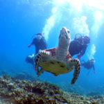 オープンウォーター取得