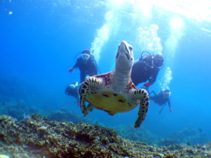 オープンウォーター取得