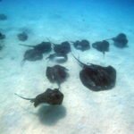 マダラエイ動画