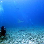 ケラマンタ動画