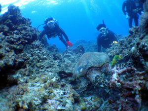 オープンウォーター取得