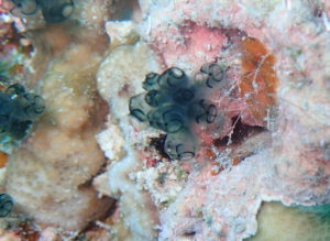 ニコニコ笑顔(^O^)