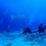 ケラマファンダイビング