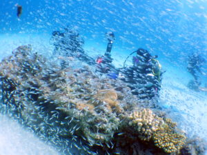 スカシテンジクダイ