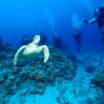 オープンウォーター取得