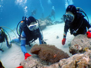 オープンウォーター取得