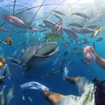 ジンベエダイブ