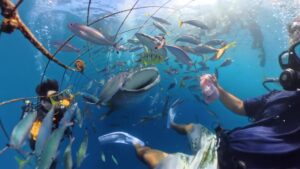 ジンベエダイブ